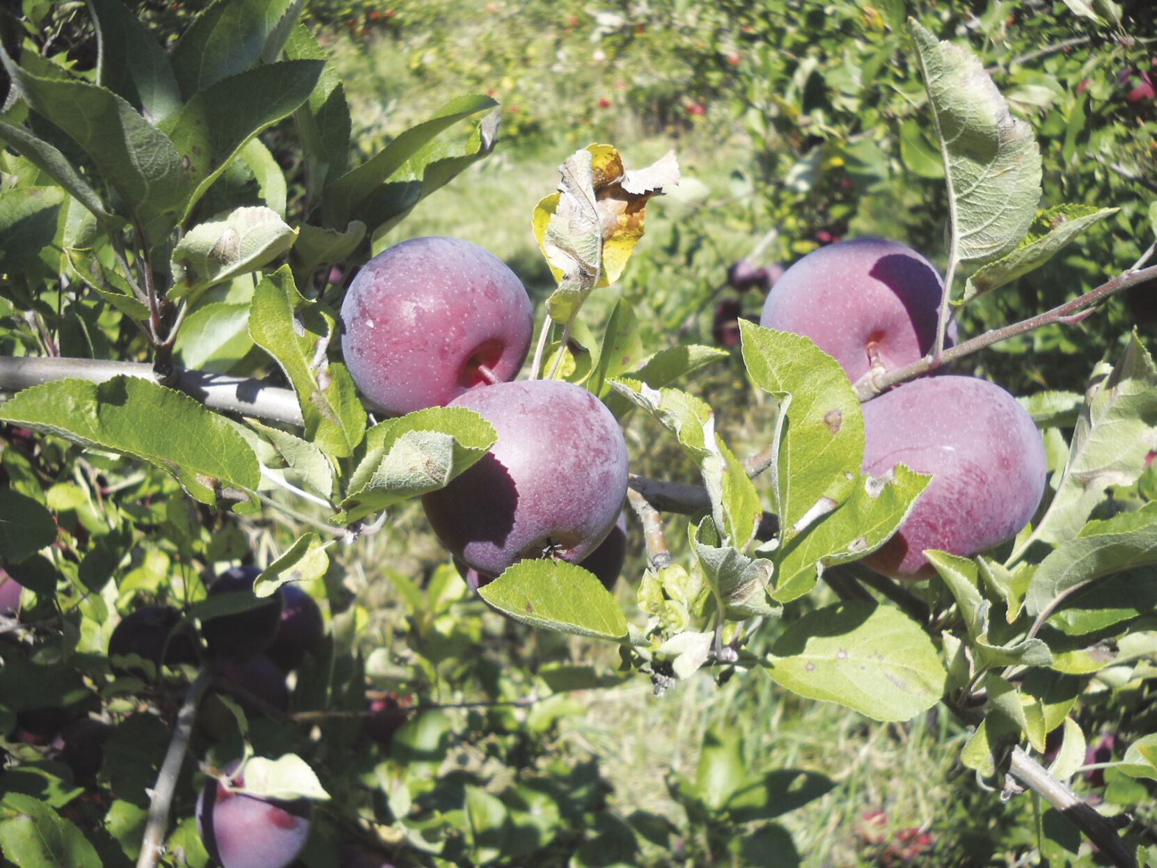 March is a good time for pruning — and more